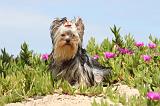 YORKSHIRE TERRIER 154
